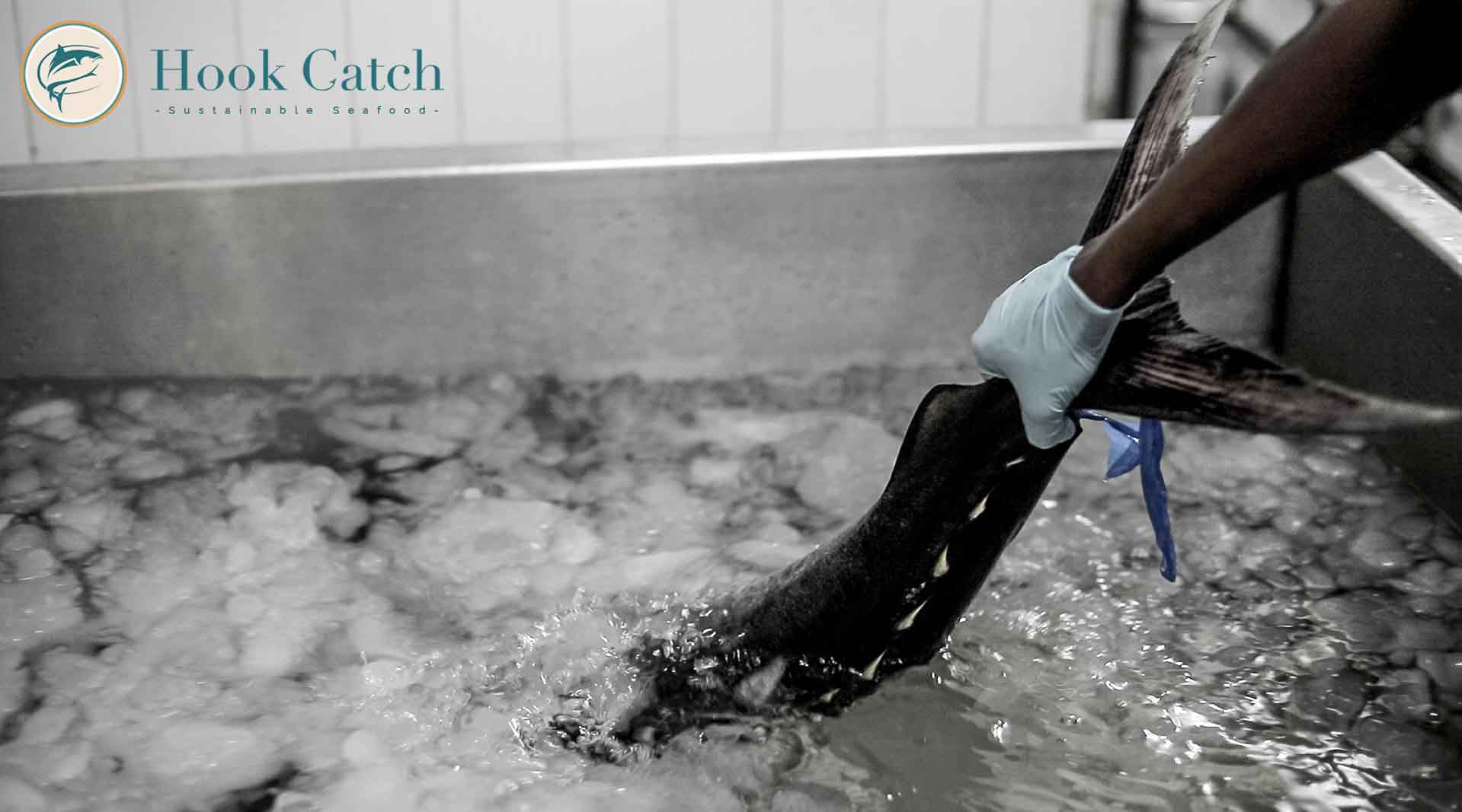 Temperature Hook Catch Seafood