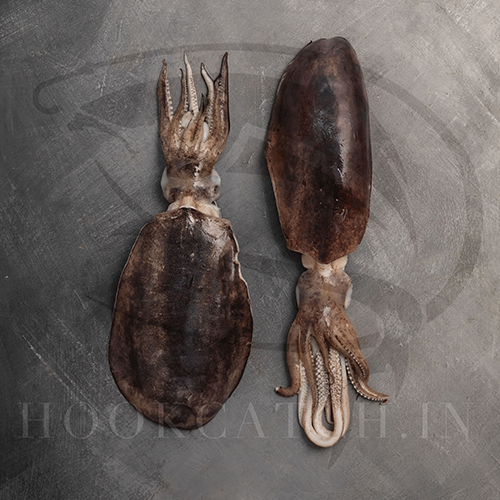 Calamari Squid Hook Catch Seafood