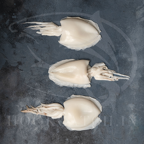 Cuttle Fish Whole Cleaned Hook Catch Seafood