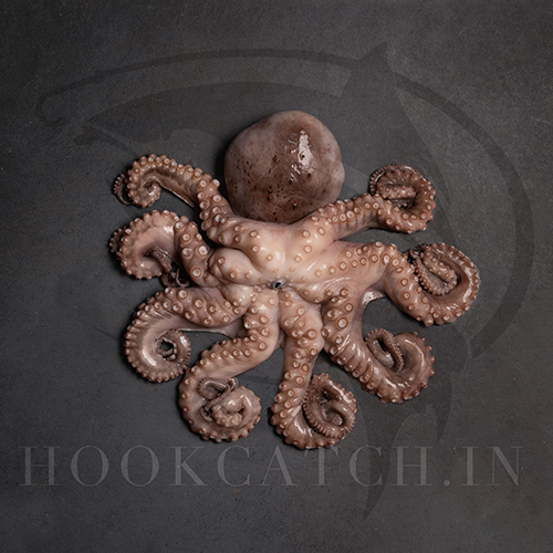 Octopus Hook Catch Seafood