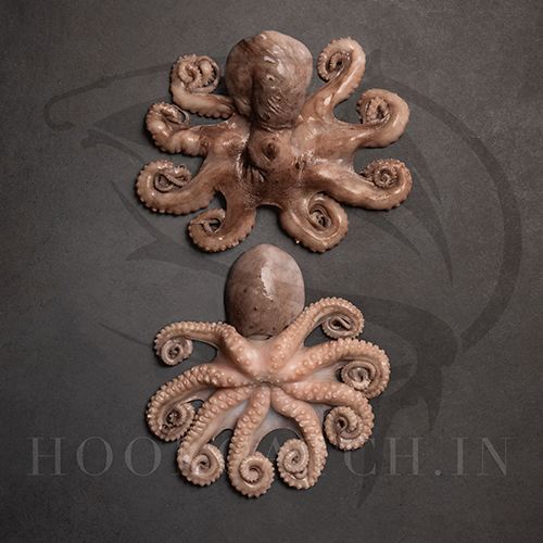 Octopus Whole Cleaned Hook Catch Seafood