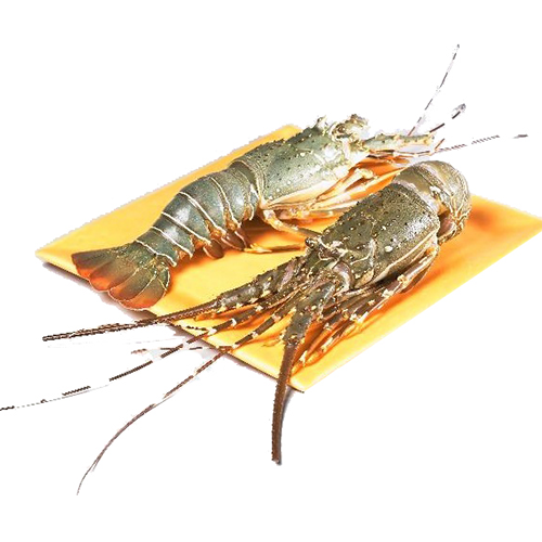 Rock Lobster Hook Catch Seafood