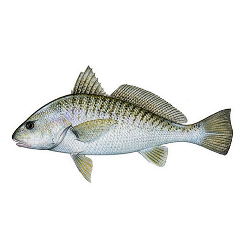 Croaker Hook Catch Seafood