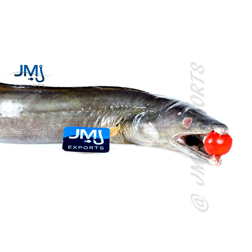 EEL Fish Hook Catch Seafood