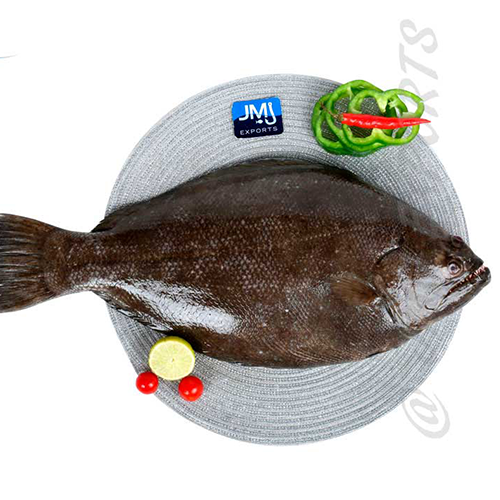 Indian Halibut Hook Catch Seafood