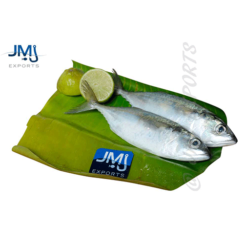 Indian Mackerel Hook Catch Seafood