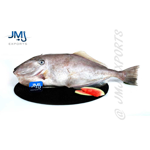 Lady Fish Hook Catch Seafood