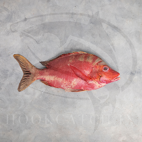 Red Snapper Fish Gilled & Gutted Hook Catch Seafood