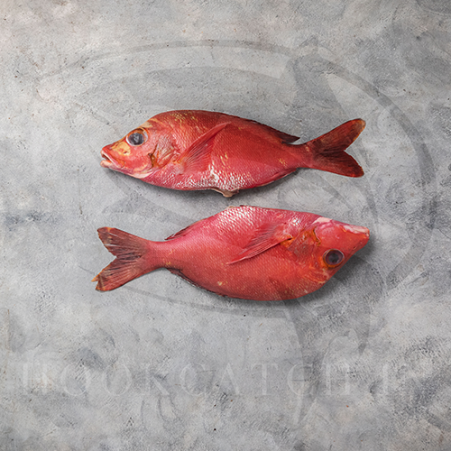 Red Snapper Hook Catch Seafood