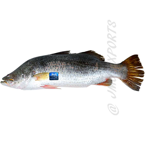 Sea Bass Hook Catch Seafood