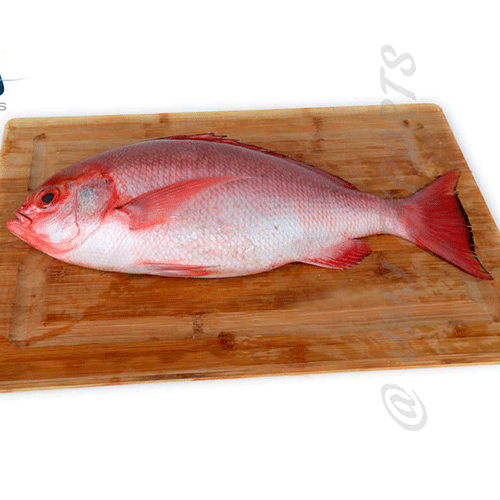 Snapper Hook Catch Seafood