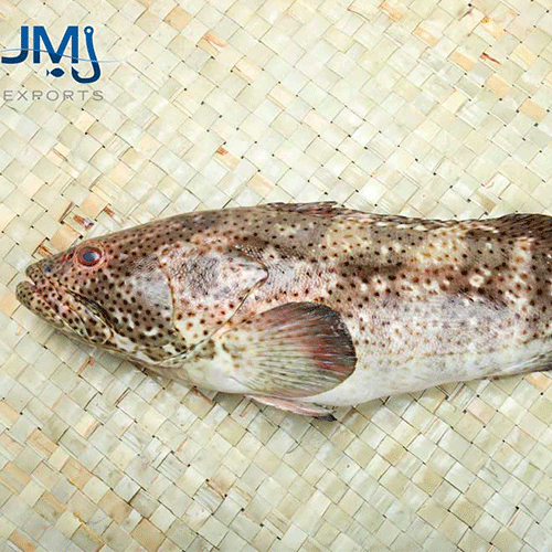 Spotted Grouper Hook Catch Seafood