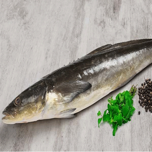Cobia Hook Catch Seafood