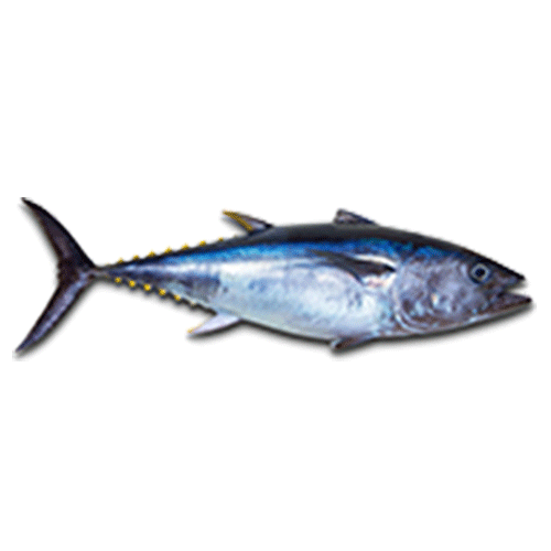 Pelagic Fishes Hook Catch Seafood